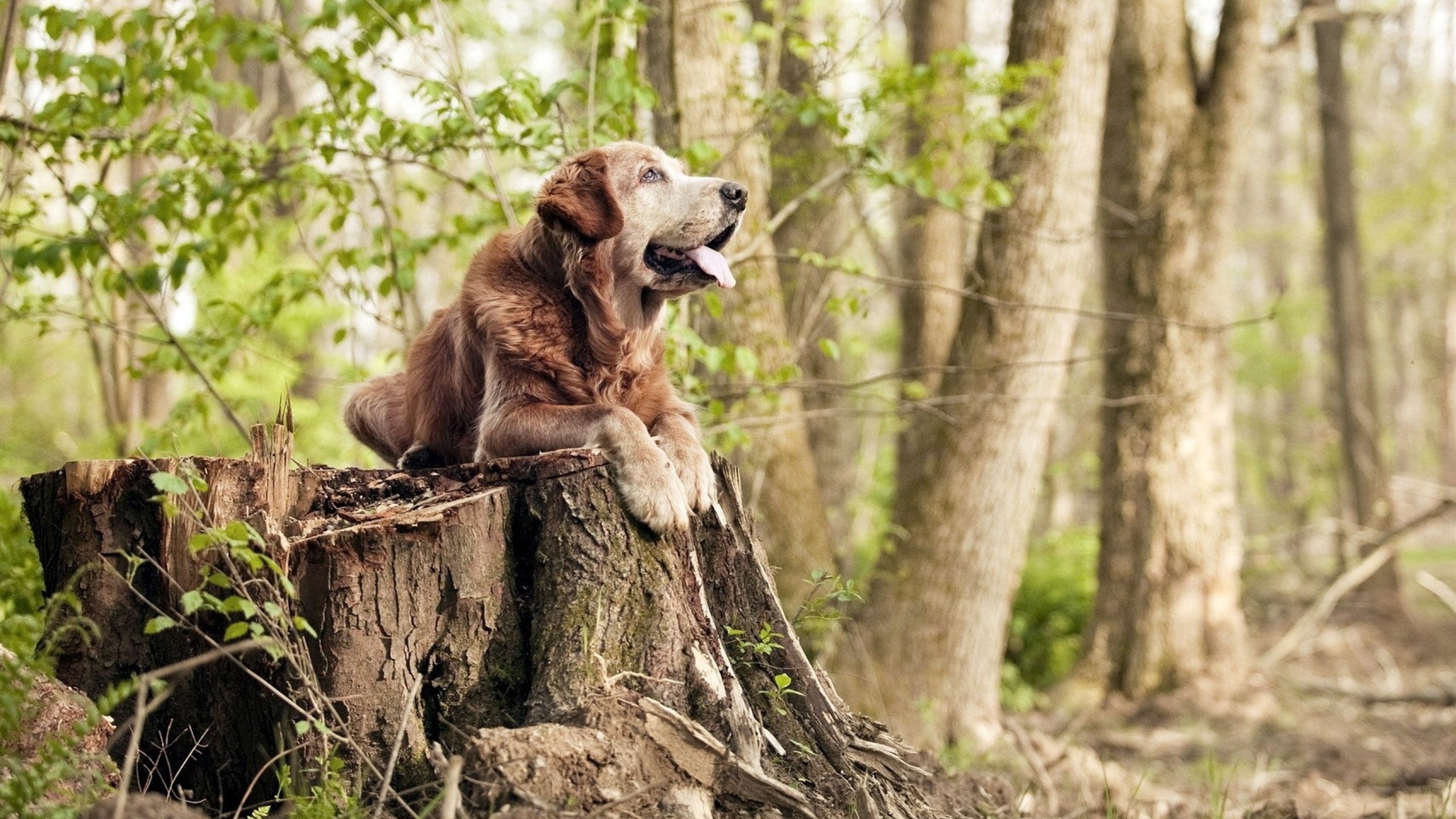 明日方舟“策略大师”线下决赛即将举行,明日方舟策略性