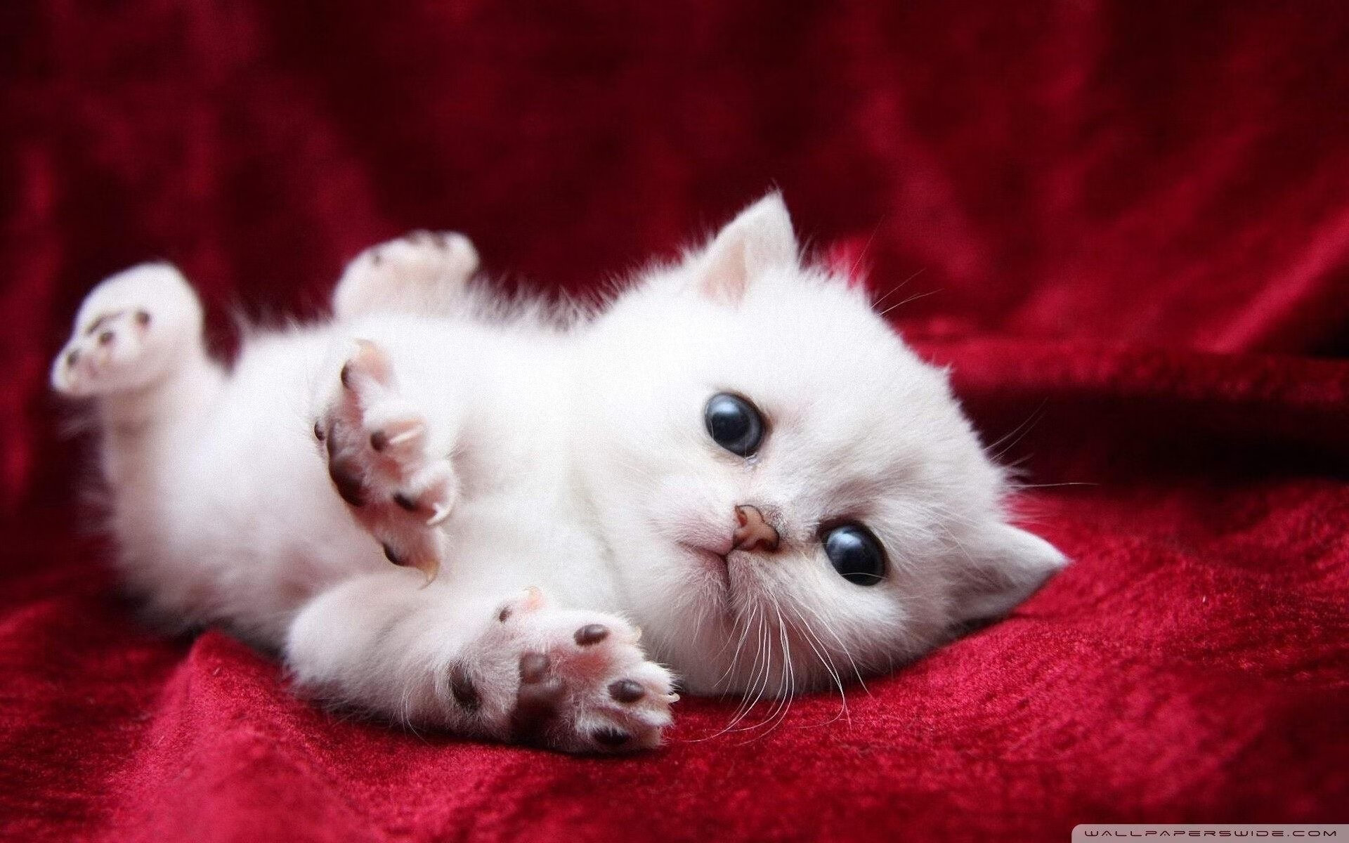 leyu乐鱼在线登录入口-明日方舟全球组队战役正式开启，策略与配合为王，明日方舟携手全国673家