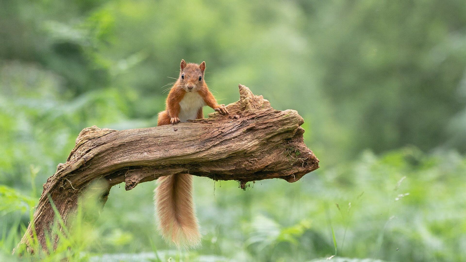 明日方舟全球联赛精彩纷呈,策略战术比拼高潮不断,明日方舟全球总决赛
