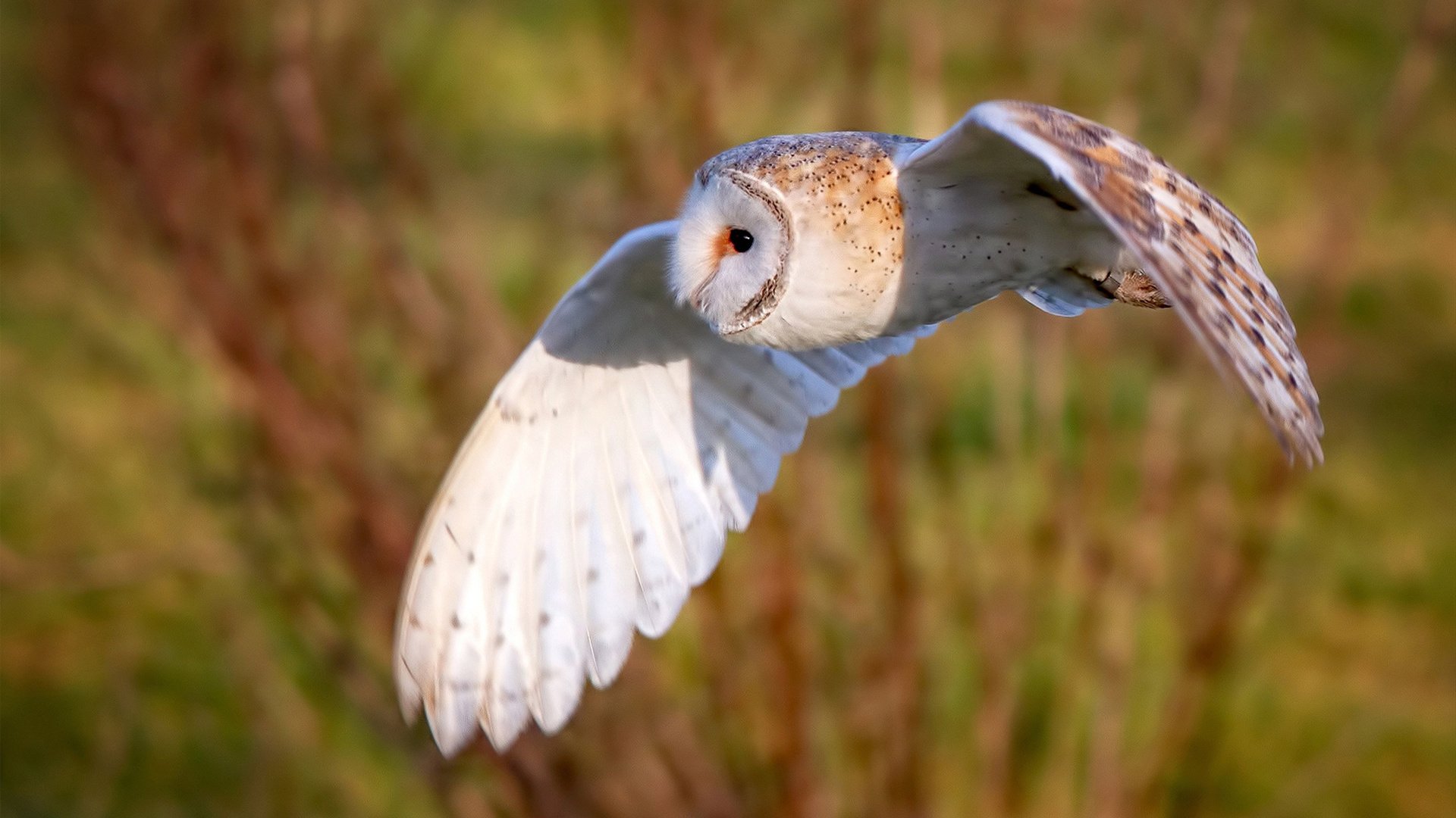 瞬间点睛:本轮最震撼的五个精彩进球,世界最精彩十大进球