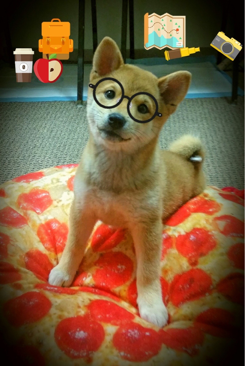 公牛球队球队精神面貌焕然一新，公牛球队logo