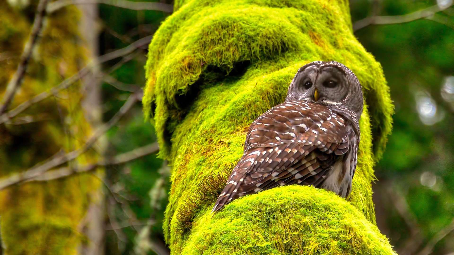 多支球队坐拥神射手,进攻火力难以阻挡,神射手打法