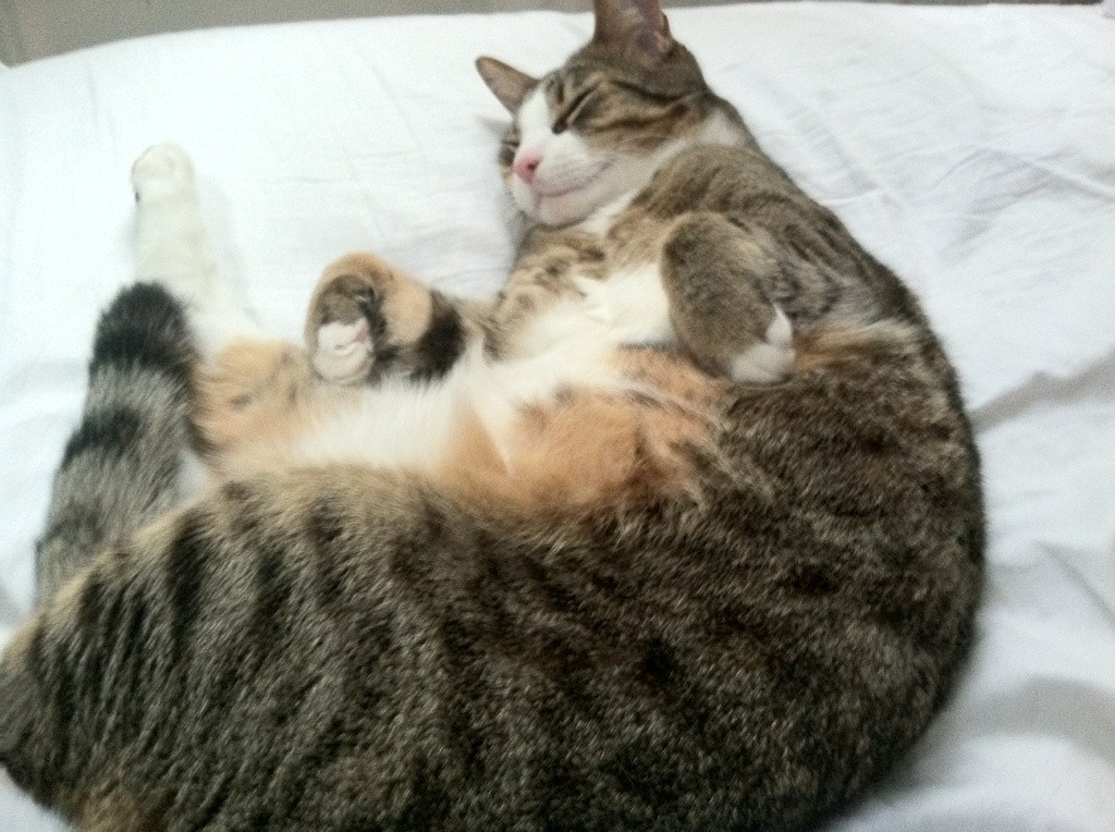 Leyu Sport下载-森林狼球队年轻核心竞争力增强，森林狼球队文化