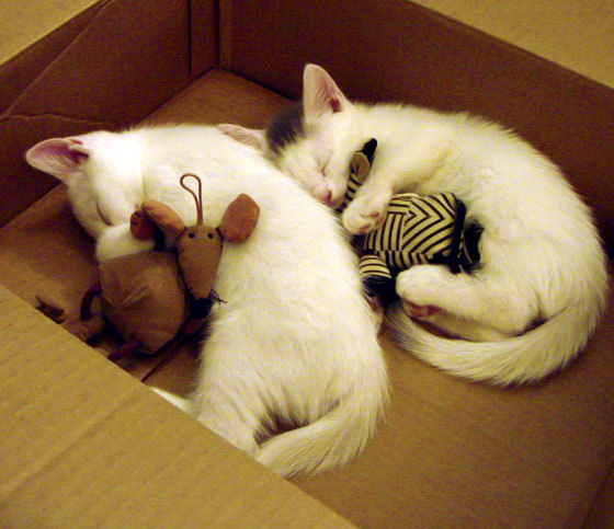 森林狼球队新赛季目标明确,森林狼球队新赛季目标明确是什么