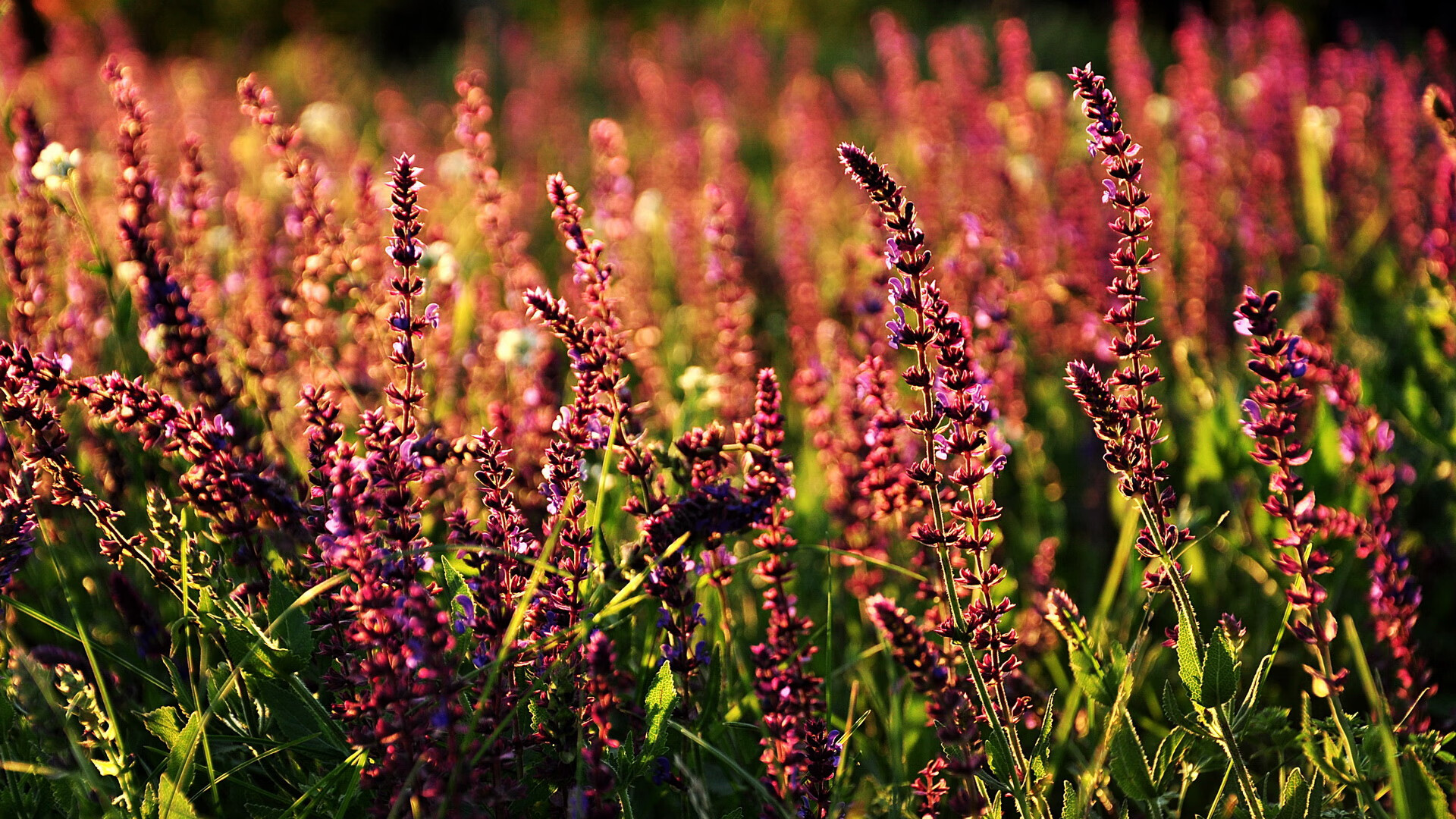 乐鱼体育平台官网-雷霆翻盘快船，亚历山大突破乔治完成空中对抗得分，亚历山大乔治黑奴