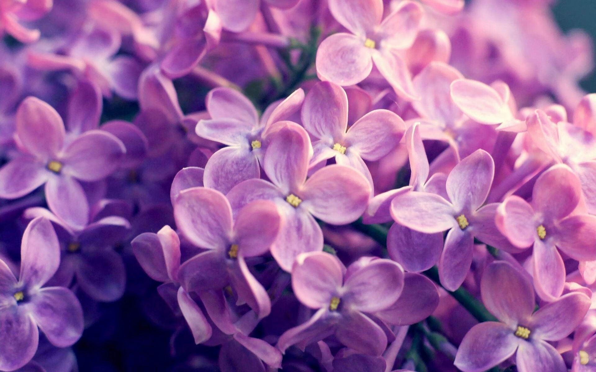 中国篮球联赛球队战术调整数据支持,中国篮球联赛规则