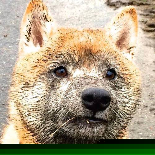 乐鱼电竞· (中国)官方网站-国际乒联混合团体世界杯：德国队未来战略与人才培养，德国世界乒乓球锦标赛