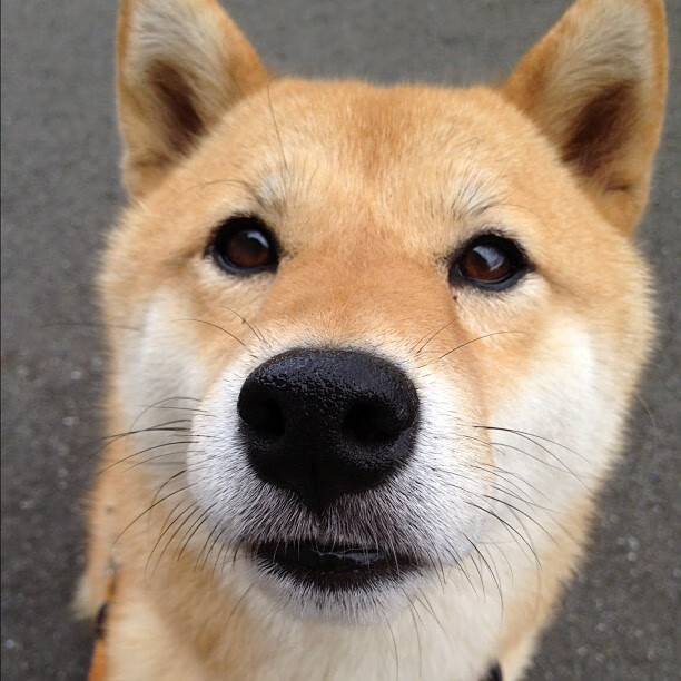 凯尔特人全新热身动作引球迷模仿,howell凯尔特人