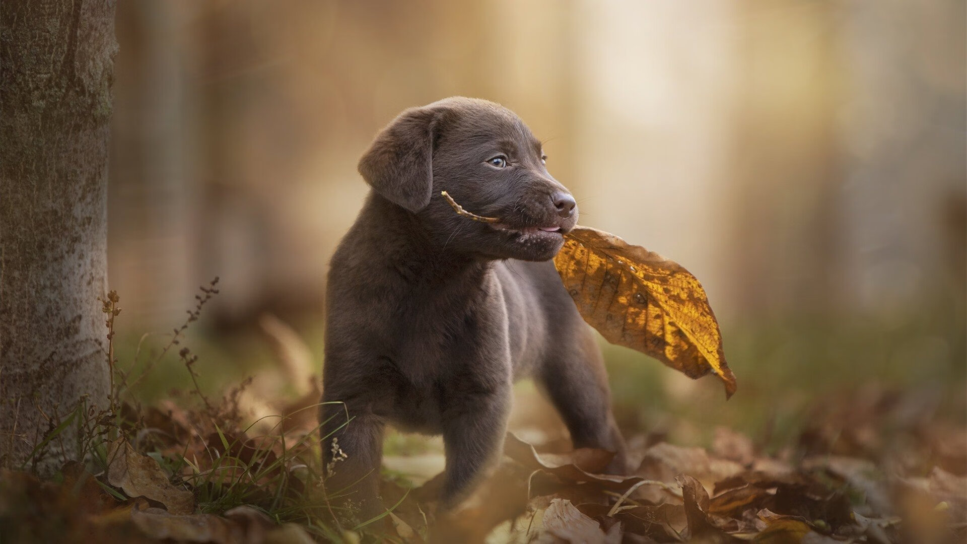 leyu.com-地方篮球协会加强教练员技术交流提升基层教练能力，2020篮球教练员培训